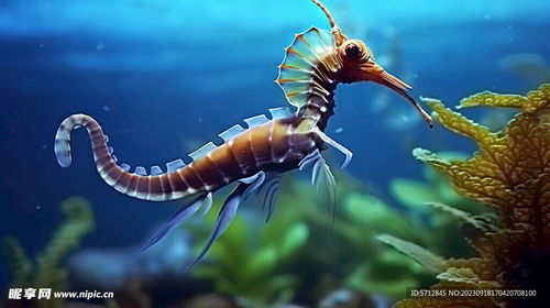 海洋生物海马摄影图 海洋生物