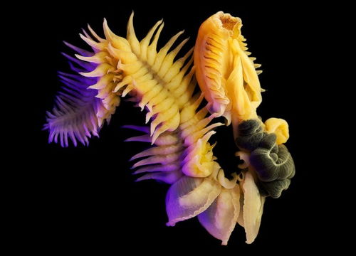 探索神秘海底生物 晶莹剔透完美至极