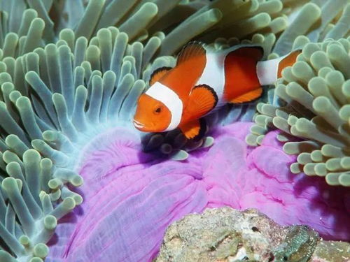 美国军方欲利用海洋生物检测海底威胁