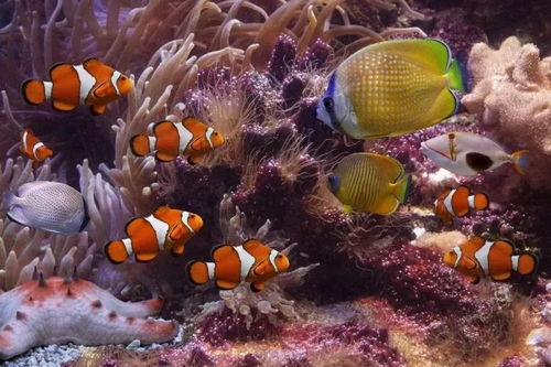 梦幻深蓝秀,海底总动员 一场奇幻海洋生物展6月16日神秘来袭
