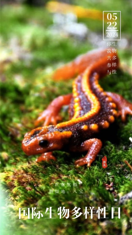 广南县5 22国际生物多样性日宣传海报 频道头条 文山频道 云南网