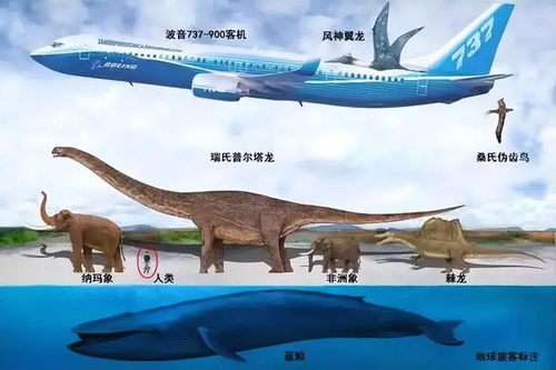 人类捕获的最大生物是什么 这十种生物,体积超出了你的认知