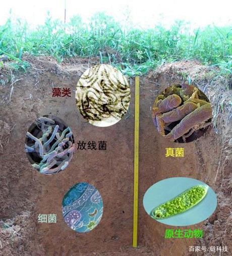 土壤微生物“快检” 数小时出结果