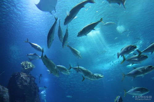 海洋生物分享