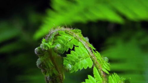 山西省生态环境厅发布生物多样性日主题宣传片 生物多样性 你我共参与