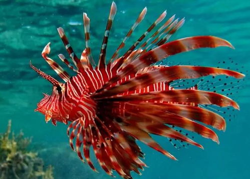 生物种