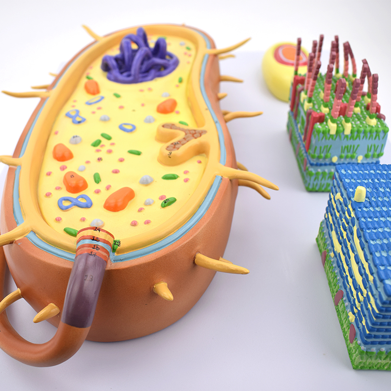 ENOVO颐诺放大版细菌结构模型细菌形态结构功能模型 生命科学生物