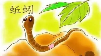 这是孩子们与蚯蚓之间的故事
