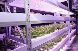 led植物照明新契机 农业生态将发生巨大变化