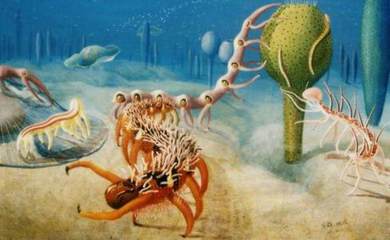 科学家们一直在探索寒武纪的生物为什么会长得“奇形怪状”
