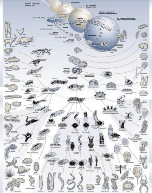 别不相信进化论了,这是生物发展的唯一解释,两方面证据可以证明
