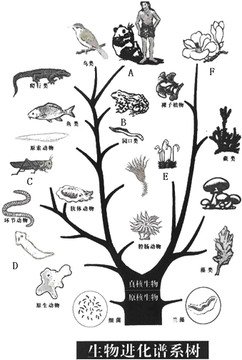 根据如图生物进化树回答问题: