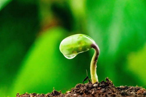 千万别搞混了 可生物降解 可堆肥降解 自然降解